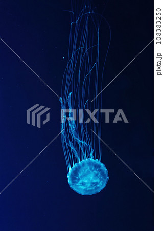 Macro shot of Chrysaora quinquecirrha underwater 108383250