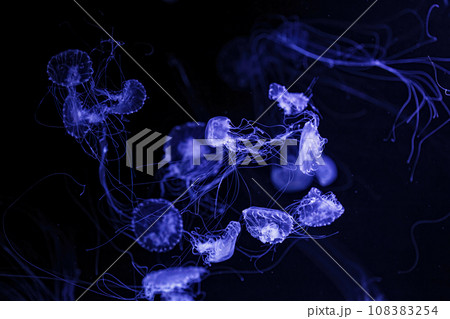 Macro shot of Chrysaora quinquecirrha underwater Macro shot of Chrysaora quinquecirrha underwater 108383254