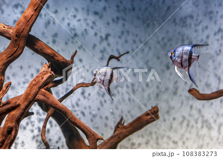 Underwater shot of fish pterophyllum scalare altum Underwater shot of fish pterophyllum scalare altum 108383273