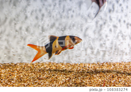 Underwater shot of fish Chromobotia macracanthus Underwater shot of fish Chromobotia macracanthus 108383274