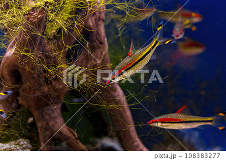 Underwater shot of the Sahyadria denisonii fish 108383277