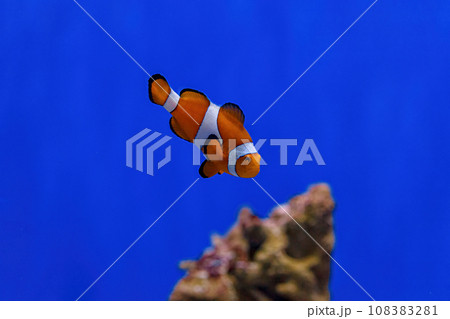 Underwater shot of fish Amphiprion ocellaris 108383281