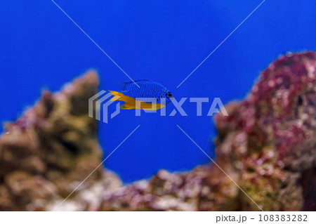 Underwater shot of fish Chrysiptera hemicyanea 108383282