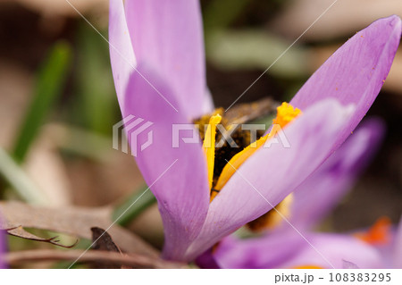 Purple beautiful blooming crocuses in spring against the background of grass 108383295