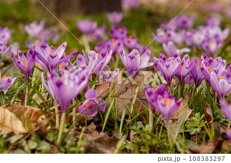 Purple beautiful blooming crocuses in spring against the background of grass 108383297