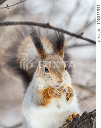 The squirrel with nut sits on tree in the winter or late autumn 108383541