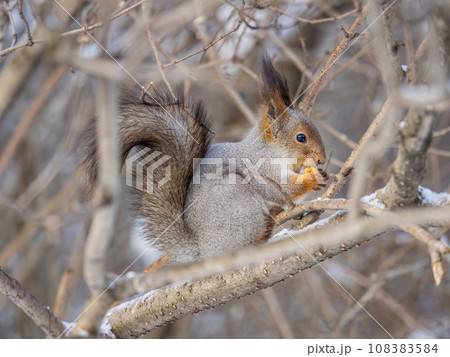 The squirrel with nut sits on tree in the winter or late autumn 108383584