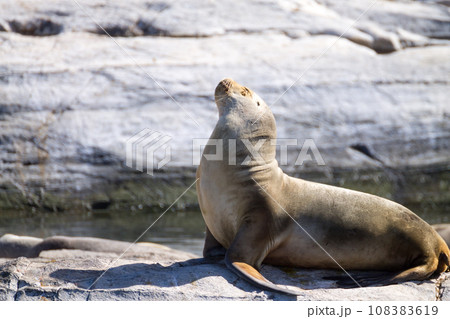 South American sea lion colony on Beagle channel 108383619