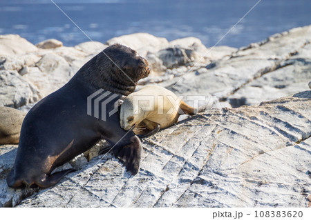 South American sea lion colony on Beagle channel 108383620