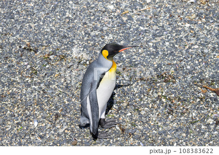 King penguin on Martillo island beach, Ushuaia King penguin on Martillo island beach, Ushuaia 108383622