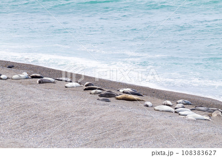 Elephant seals on Caleta Valdes beach, Patagonia, Argentina Elephant seals on Caleta Valdes beach, Patagonia, Argentina 108383627