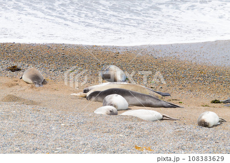 Elephant seals on Caleta Valdes beach, Patagonia, Argentina 108383629