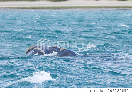 Whale watching from Valdes Peninsula,Argentina. Wildlife Whale watching from Valdes Peninsula,Argentina. Wildlife 108383633