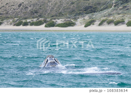 Whale watching from Valdes Peninsula,Argentina. Wildlife Whale watching from Valdes Peninsula,Argentina. Wildlife 108383634