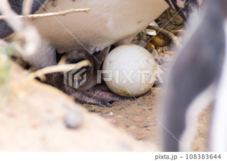 Magellanic penguin incubating egg. Punta Tombo penguin colony, Patagonia 108383644