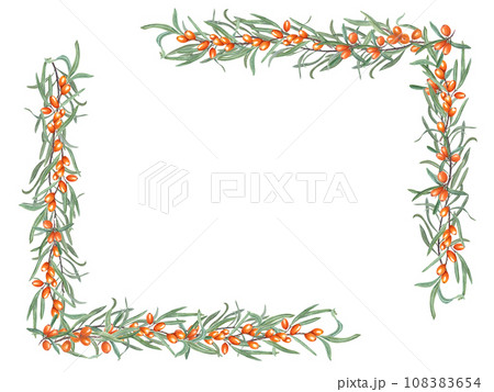 Rectangle frame with Sea buckthorn branches. Sandthorn, sallowthorn. Orange berries, green leaves. Watercolor illustration for postcard, invitation template, birthday, package, cosmetic design Rectangle frame with Sea buckthorn branches. Sandthorn, sallowthorn. Orange berries, green leaves. Watercolor illustration for postcard, invitation template, birthday, package, cosmetic design 108383654