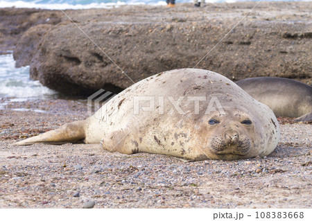 Elephant seal on beach close up, Patagonia, Argentina 108383668