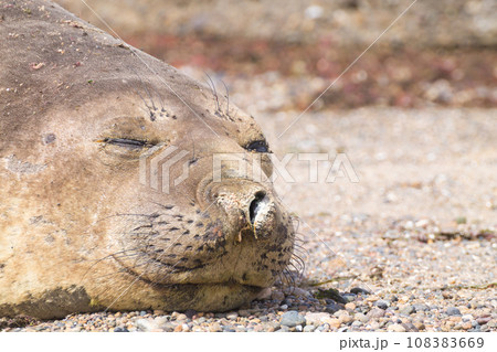 Elephant seal on beach close up, Patagonia, Argentina 108383669