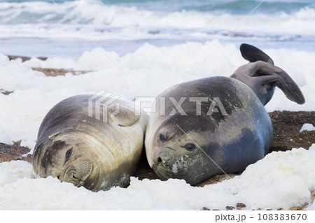 Elephant seals on Isla Escondida beach, Patagonia, Argentina 108383670
