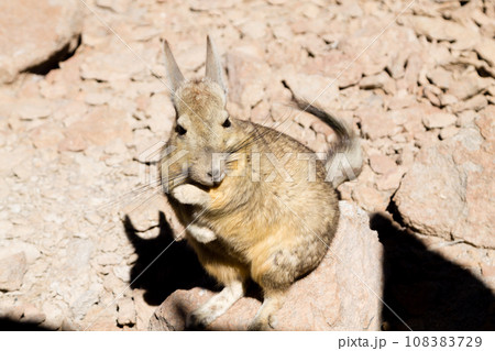 Southern viscacha close up,Bolivia Southern viscacha close up,Bolivia 108383729