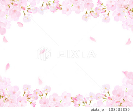 美しく華やかな満開の薄いピンク色の桜と花びら舞い上がる春の白バックフレームベクター素材イラスト 108383859