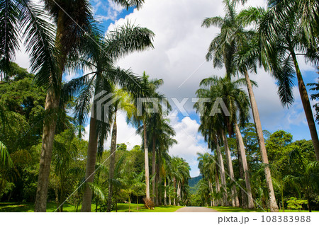 Palm tree alley in Royal Botanic King Gardens. Sri Lanka. 108383988