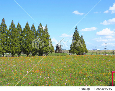 あけぼの山農業公園のコスモス 108384545