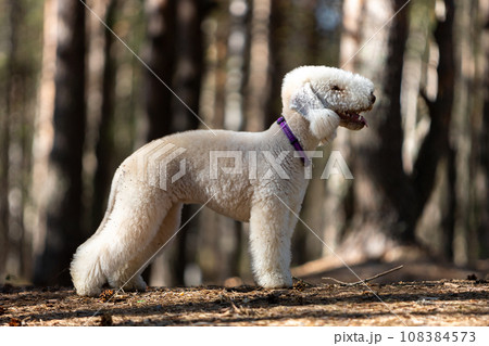 Young liver-colored Bedlington Terrier dog standing in a pine forest outdoors Young liver-colored Bedlington Terrier dog standing in a pine forest outdoors 108384573