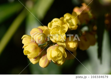 ホソバヒイラギナンテンの花 ホソバヒイラギナンテンの花 108384679