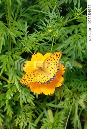 蝶と花 蝶と花 108384943