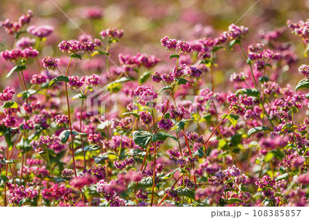 秋の赤蕎麦畑 108385857