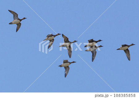 飛翔するオナガガモ 108385858
