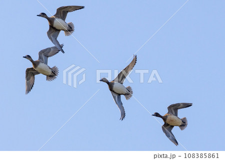 飛翔するオナガガモ 飛翔するオナガガモ 108385861