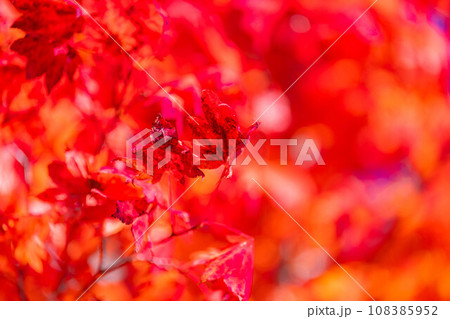 【紅葉素材】乗鞍高原の楓の紅葉と青空【長野県】 【紅葉素材】乗鞍高原の楓の紅葉と青空【長野県】 108385952