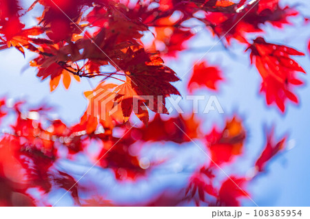 【紅葉素材】乗鞍高原の楓の紅葉と青空【長野県】 108385954
