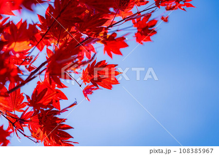 【紅葉素材】乗鞍高原の楓の紅葉と青空【長野県】 108385967
