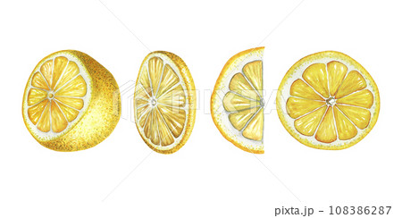 Lemons fruit set. Hand drawn watercolor illustration of cut and sliced tropic fruit isolated on white background. Half of citrus for clipart or menu design. Realistic sketch 108386287