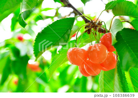 さくらんぼ 108386639