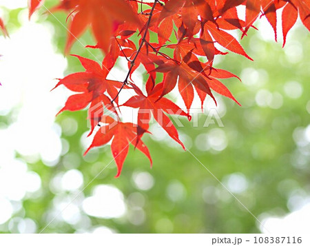 紅葉したノムラモミジのイメージ 紅葉したノムラモミジのイメージ 108387116