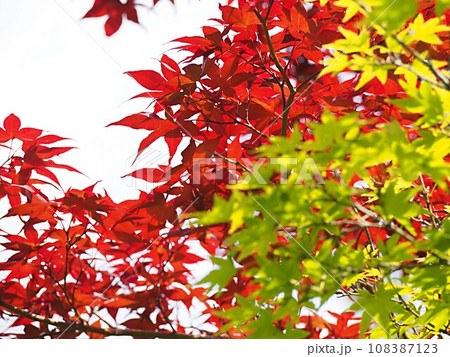 紅葉したノムラモミジのイメージ 紅葉したノムラモミジのイメージ 108387123