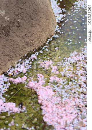 水路を流れる落ちた桜の花びら 108388004