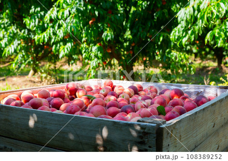 Freshly picked peaches in wooden box in green orchard 108389252