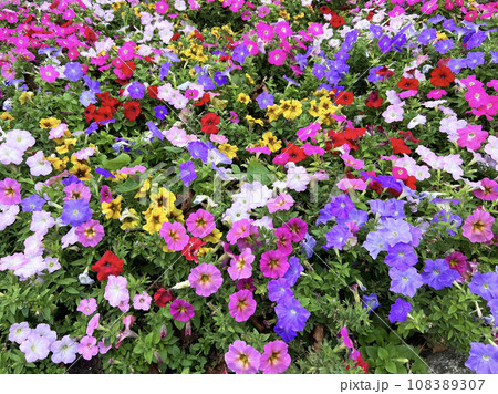 Floral panel flowers orange roses many colors multicolor floral background panel purple, Kaunas, Lithuania Floral panel flowers orange roses many colors multicolor floral background panel purple, Kaunas, Lithuania 108389307