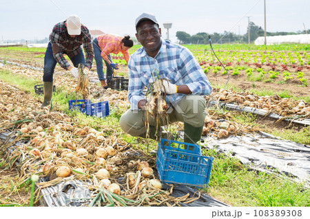 Cheerful african american worker harvesting onions on vegetable farm field Cheerful african american worker harvesting onions on vegetable farm field 108389308