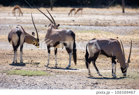 Some oryx gazelles feeding together in safari 108389467
