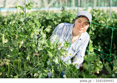 Woman horticulturist maintaining garden in hothouse 108389491