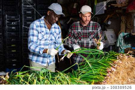 Men processing young garlic in warehouse Men processing young garlic in warehouse 108389526