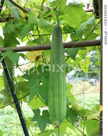 ヘチマの栽培 108390040