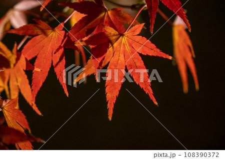 東寺紅葉 東寺紅葉 108390372