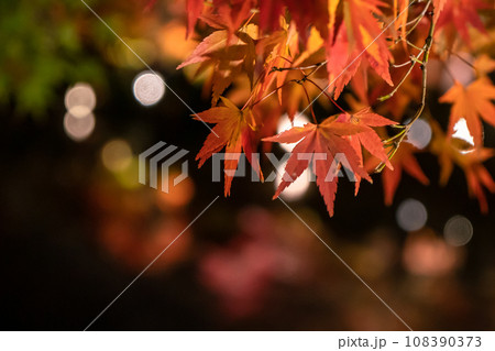 東寺紅葉 東寺紅葉 108390373